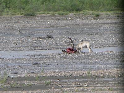 A Wolf Eating a Caribou