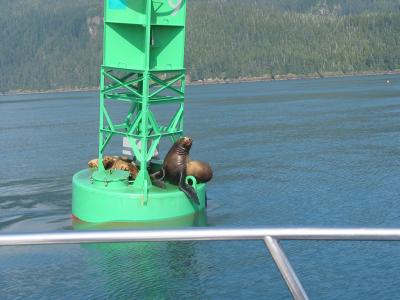 Sea Lions