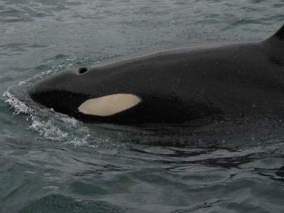 Seward & Kenai Fjords Cruise