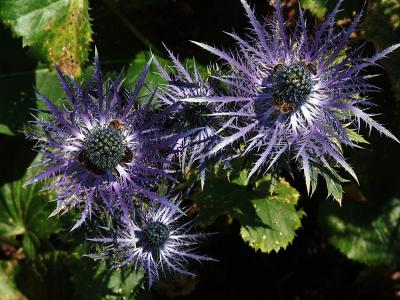 blue thistle