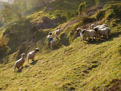 Schafe auf herbstlicher Alp