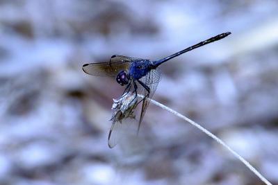 Dragonfly.jpg