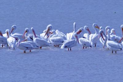 White Pelicans.jpg