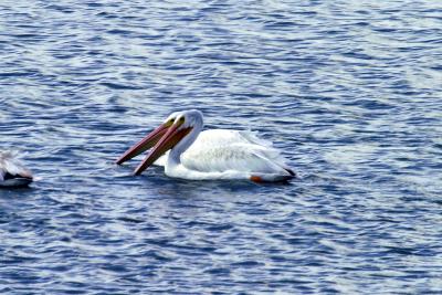 Pair of White Pelicans.jpg