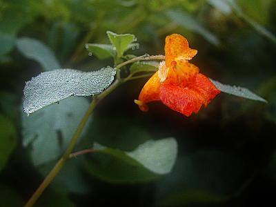 Wildflower