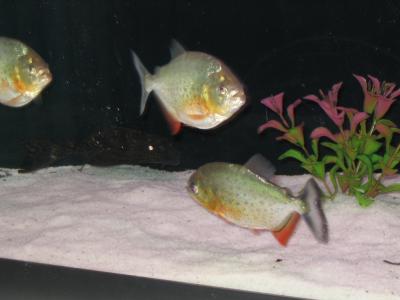 Red Belly Piranhas