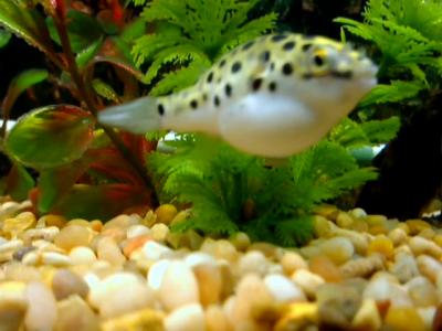 Bok Bok Green Spotted Puffer [RIP]