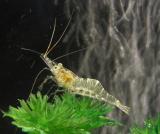 Ghost Shrimp [RIP]