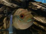 Jack Dempsey Cichlid [Sold]