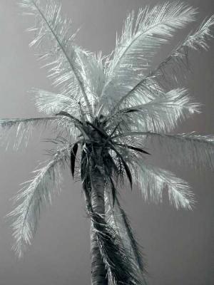 Coconut palm tree