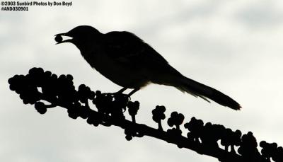 Blackbird and berries bird stock photo #6681