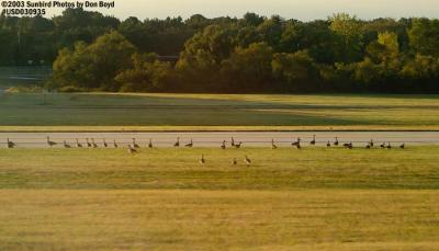 Airfield birds at Norfolk International Airport stock photo #7047