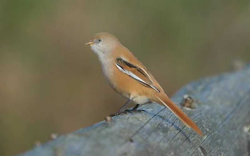 Bearded Tit - Skgmejser - Panurus biarmicus