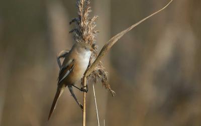 Bearded Tit - Skgmejser - Panurus biarmicus