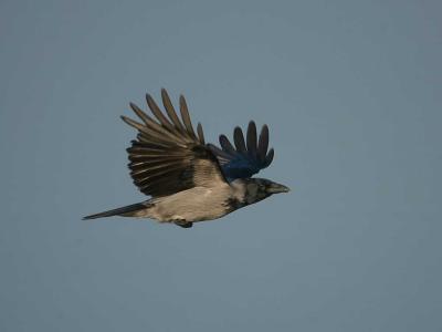 Hooded Crow - Krage - Corvus corune cornix