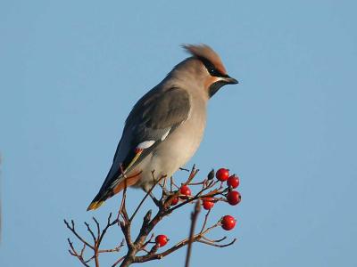 Waxwing - Silkehale - Bombycilla garrulus