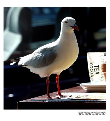 DSC_0673a.jpg