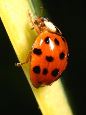 Insects - Macro