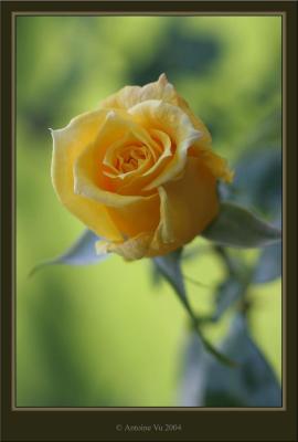 IMG_006 - Rose