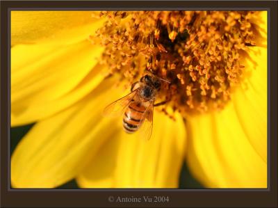 IMG_005 - Flower