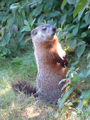 Woodchuck