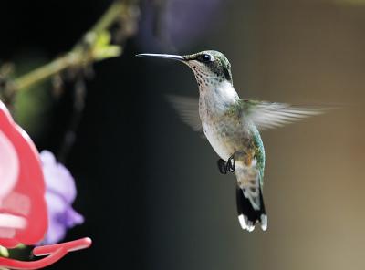 hummingbird 56