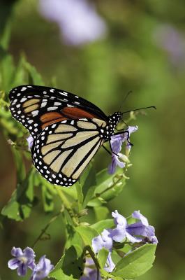 monarch butterfly 05