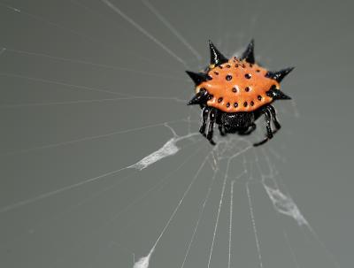 Gasteracantha cancriformis (elipsoides) 05