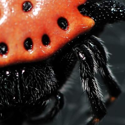 Gasteracantha cancriformis (elipsoides) 11 detail