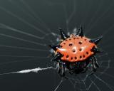 Gasteracantha cancriformis (elipsoides) 11