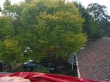 view of elm