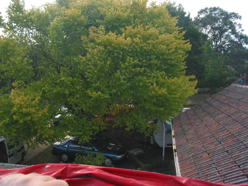 view of elm