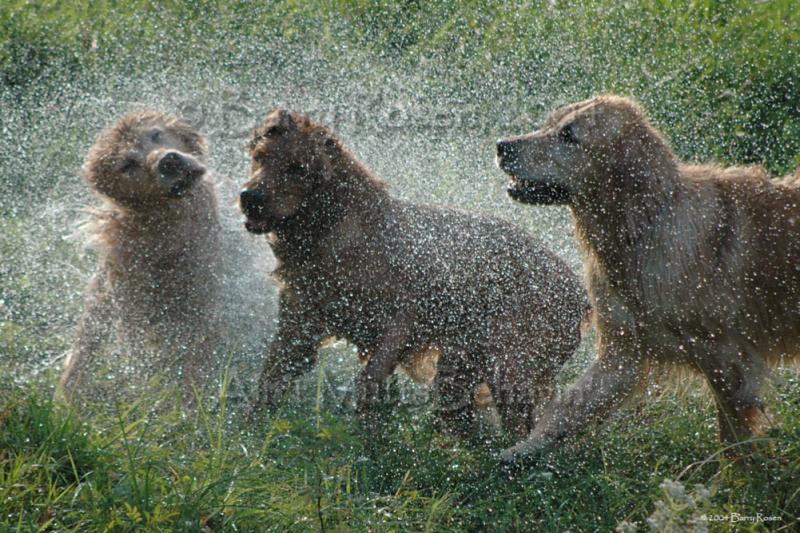 Goldens like water