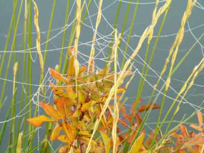 Frosty Spider Web.jpg