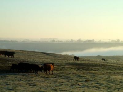 Cattle on Hill.jpg