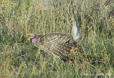 Sharp-tailed Grouse 134_3463A pbase 9-27-03.jpg