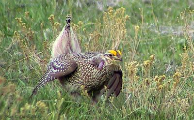 Sharp-tailed Grouse 135_3549 pbase 9-27-03.jpg