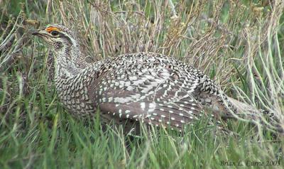 Sharp-tailed Grouse 135_3553 pbase 9-27-03.jpg