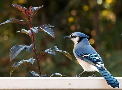 300mmChickBlueSqu-011Web.jpg
