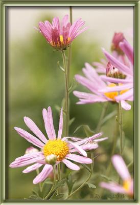 Wild Asters