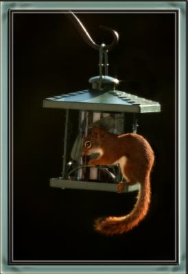 300mm4SRSquirrel-054Web3.jpg