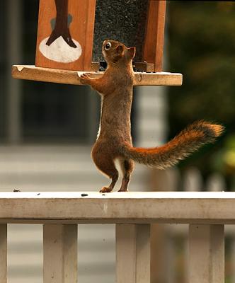300mmQuirrel-010-Web2.jpg
