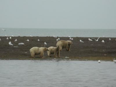 Polar Bears at Point Barrow