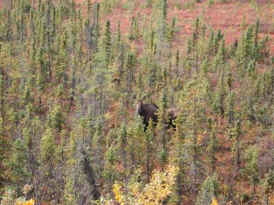 Moose close to Pipeline