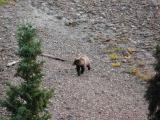 Grizzly Bear in Denali NP