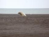 Polar Bears at Point Barrow