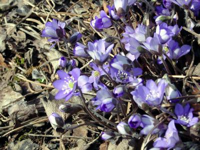 alpine flowers, Reykjavik Botanical Garden