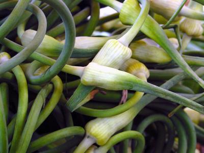 garlic tops