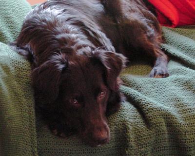 u33/bheerfan/medium/638701.murphy_a.jpg