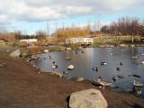 duck pond, Reykjavik Botanical Garden